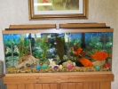 Lobby Fish Tank